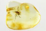 Detailed Fossil Fly (Dolichopodidae) in Baltic Amber #310971-1